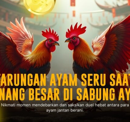 Mengenal Ayam Bangkok: Raja Sabung Ayam dengan Odds Menarik